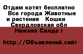 Отдам котят бесплатно  - Все города Животные и растения » Кошки   . Свердловская обл.,Нижняя Салда г.